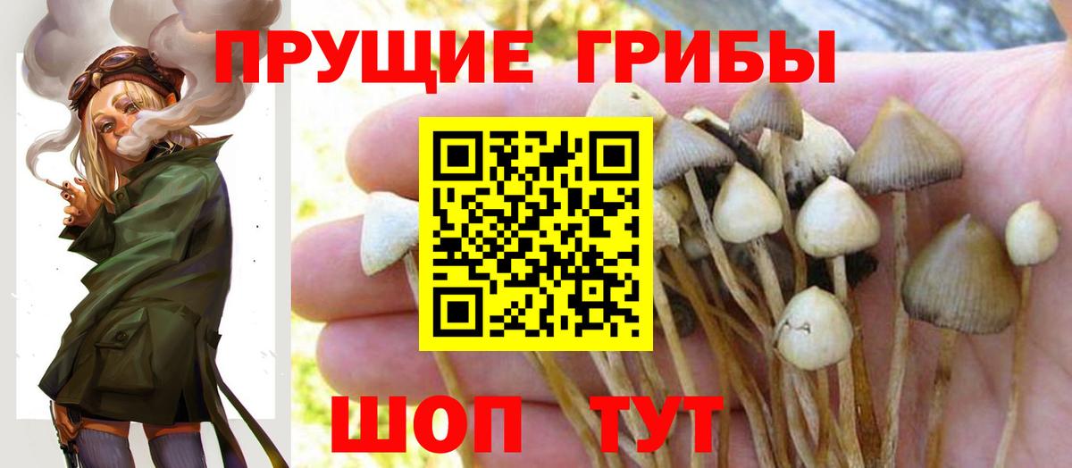 где можно купить наркотик  Керчь  Галлюциногенные грибы Magic Shrooms 